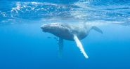 What If Whales Could Speak? AI Is Listening In