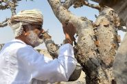 L’or blanc d’Oman: les arbres à encens
