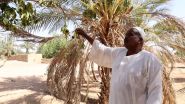 Au Soudan, la guerre coupe l’eau et tue l’agriculture