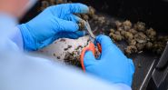 Le cannabis médical, une production «made in Germany» en plein boom