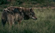 En Europe, le loup reste une «espèce protégée», mais moins qu'avant
