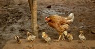 UK Faces Avian Flu Outbreak as H5N5 Strain Spreads