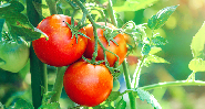 La tomate libanaise fait sa diva : les prix s’enflamment sur les étals