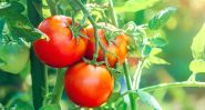 La tomate libanaise fait sa diva : les prix s’enflamment sur les étals