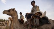 Ces chameaux qui combattent le djihadisme en Mauritanie