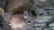 Landmark Nepal Survey Estimates Nearly 400 Elusive Snow Leopards