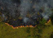 'Red Alert': Fires Drive Tropical Forest Loss to Record High