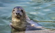Rescued Seals Dive Back In — But the Baltic Is Changing