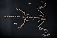 L'un des plus vieux dinosaures du monde découvert en Argentine