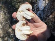 Hundreds of Fungi Species Threatened with Extinction