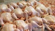 Smuggling of 500 Kg of Rotten Chicken Foiled in Al-Qaa
