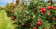 When Lebanon’s Apple Loses Its Crunch