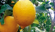 Jordan to Allow Import of Lebanese Lemons Starting May 10
