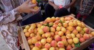 Climate Change Threatens Tajikistan’s Apricot Industry