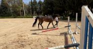 Syria: The Equestrian World Freed from Assad's Grip