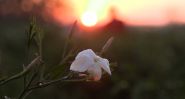 Egyptian Jasmine, Precious Essence Threatened by Global Warming