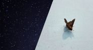 Australian Moths Use Stars as Compass