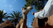 Camel Milk: One Woman’s Mission in the Tunisian Desert