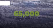 Flames of War Devastate 65,000 Olive Trees