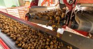 Lebanese Potatoes: Tubers, Challenges and Export Hopes