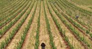 Arak, Wine, and Resilience: Syria’s Toast to the World