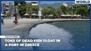 State of Emergency in Greek Port City over Dead Fish Flood