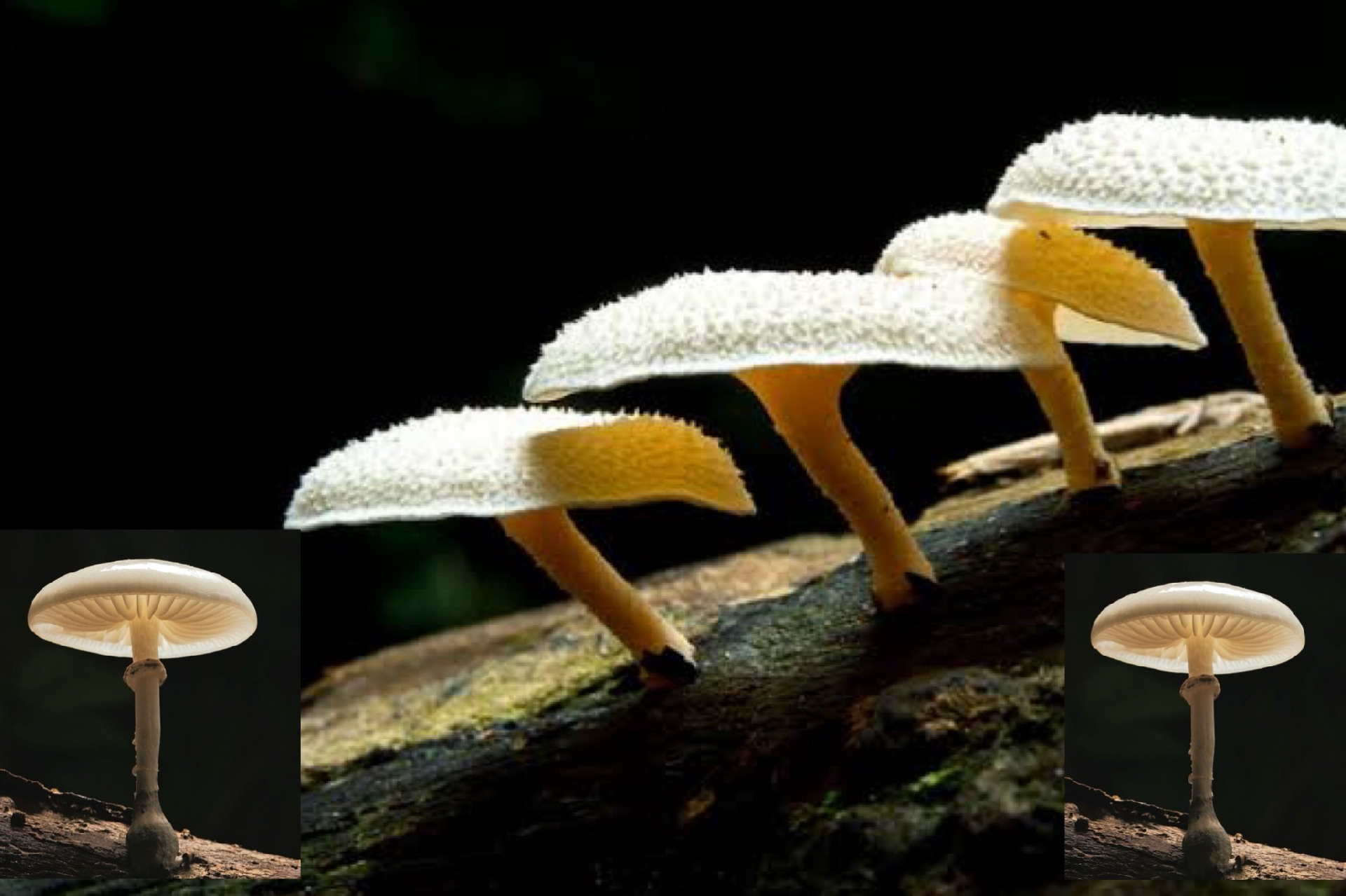 Pestalotiopsis microspora: The Fungus That Eats Plastic