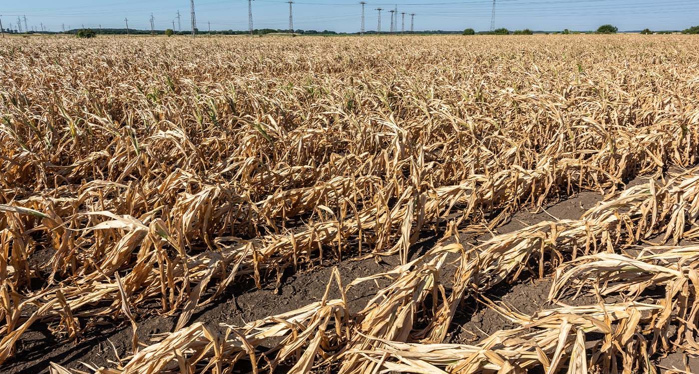 Drought: When the Sky Turns Its Back on the Earth