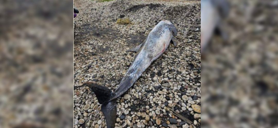 Risso's Dolphin Washed Up on Shore in Akkar