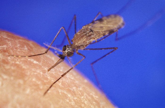 Malaria: Egypt Eradicates the Pharaohs' Disease