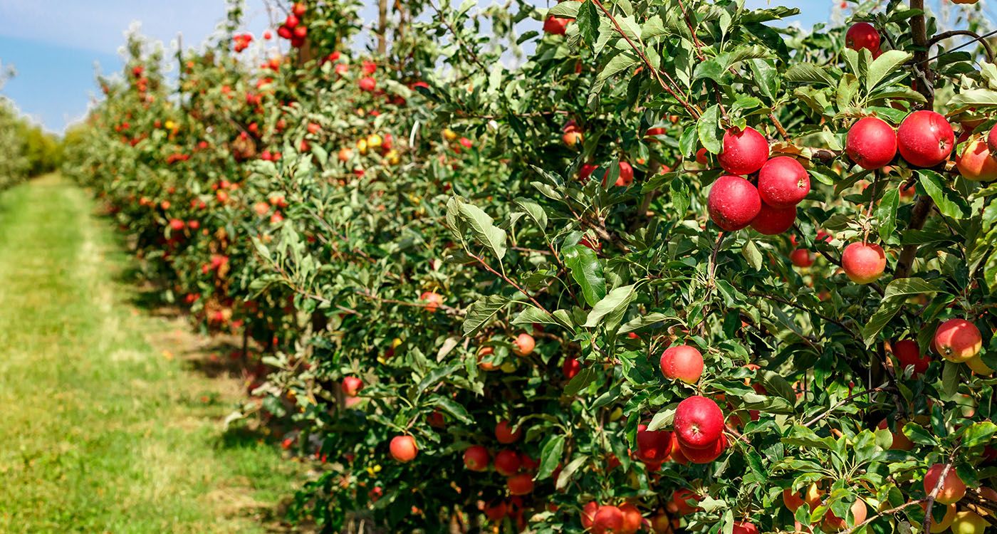 When Lebanon’s Apple Loses Its Crunch