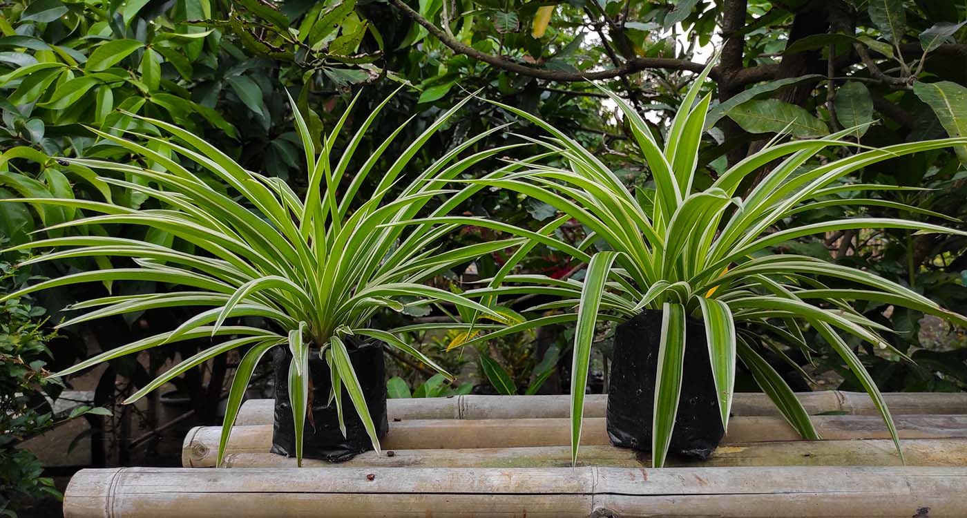Does the Spider Plant Really Purify the Air in Our Homes?