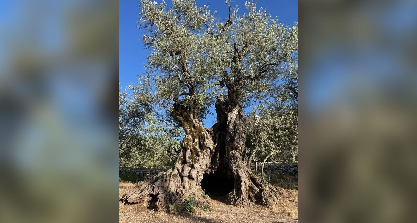 Southern Lebanon’s Olive Trees: Peace Left to Fallow