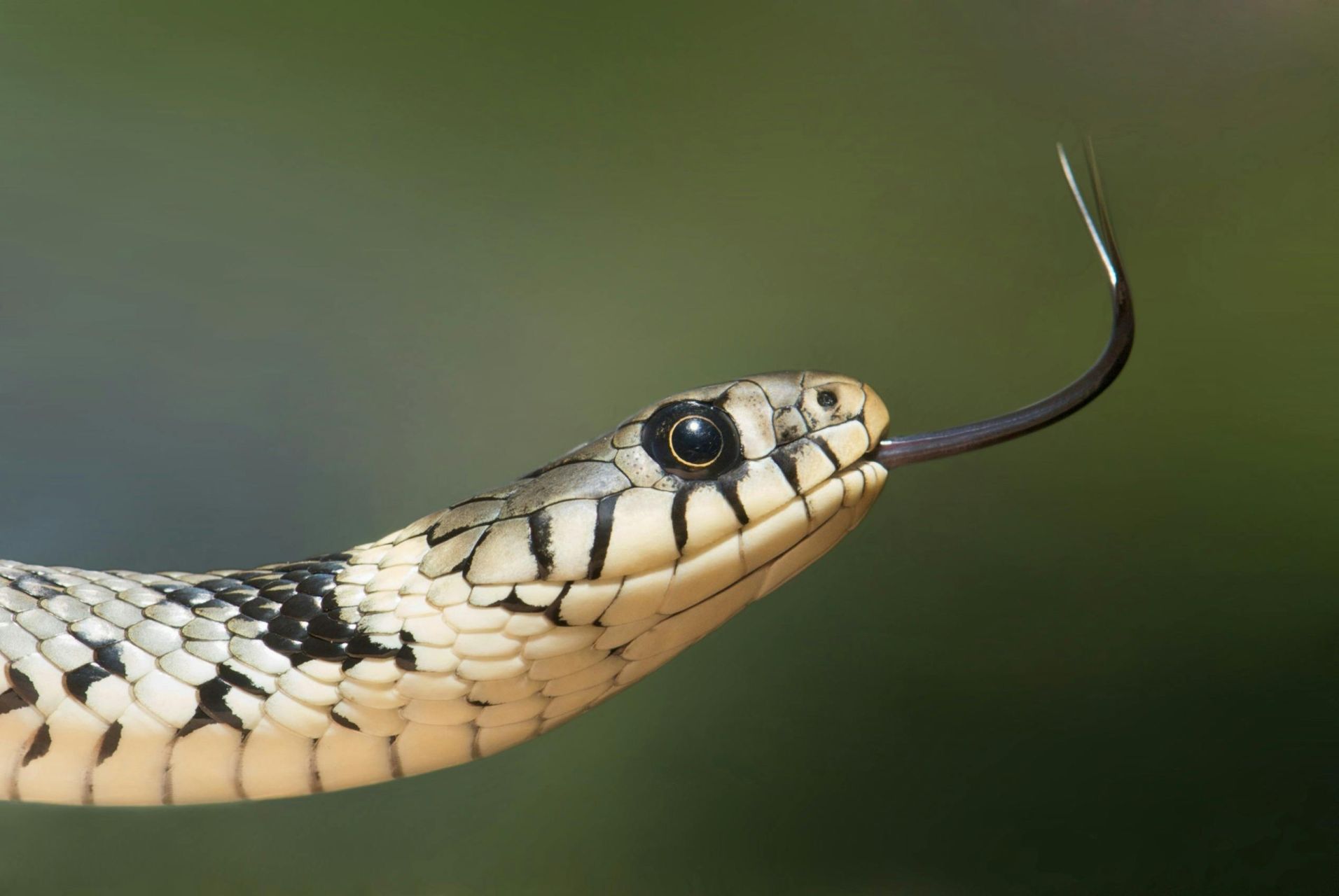 Man Who Let Snakes Bite Him 200 Times Spurs New Antivenom Hope