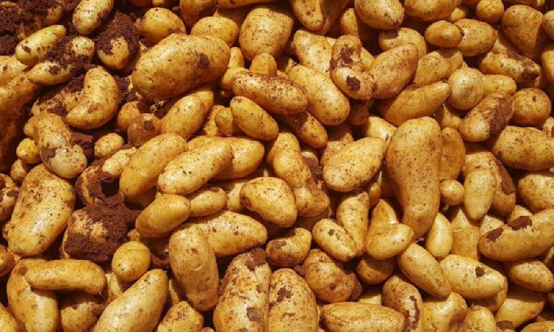 Bekaa Farmers Urge Saudi Arabia to Reopen Agricultural Markets