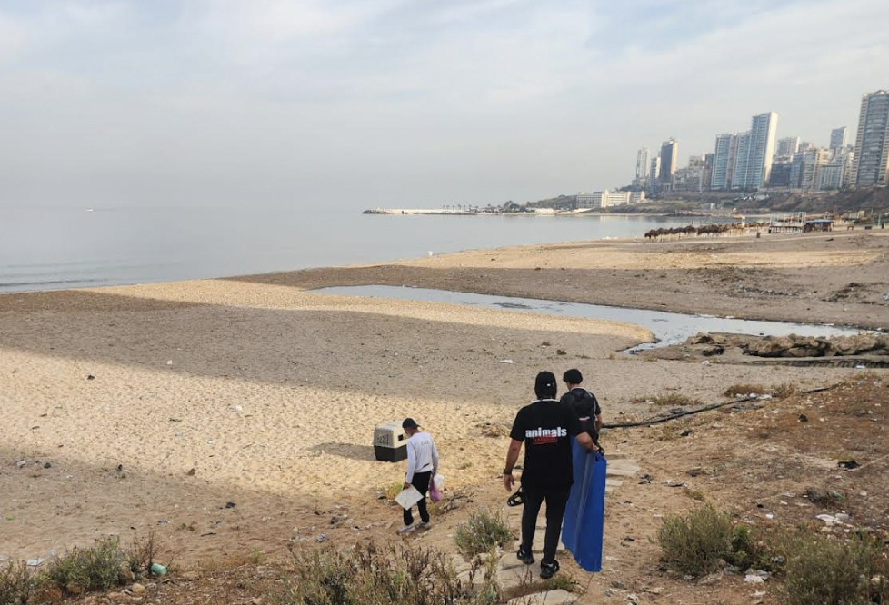 Animals Lebanon: Stray Dogs Not Linked to Ramlet al-Bayda Death