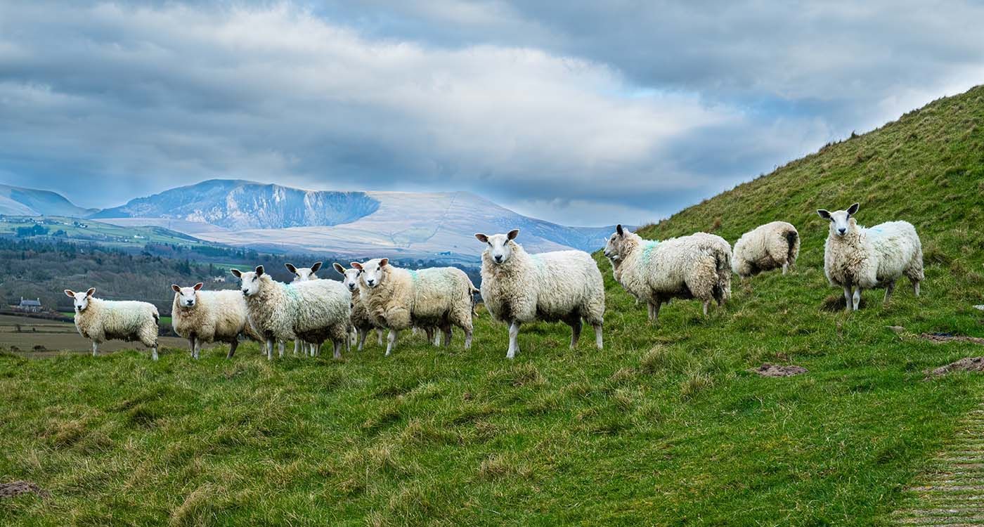 Soaring Sheep Prices Mark Eid al-Adha Preparations Across Arab World