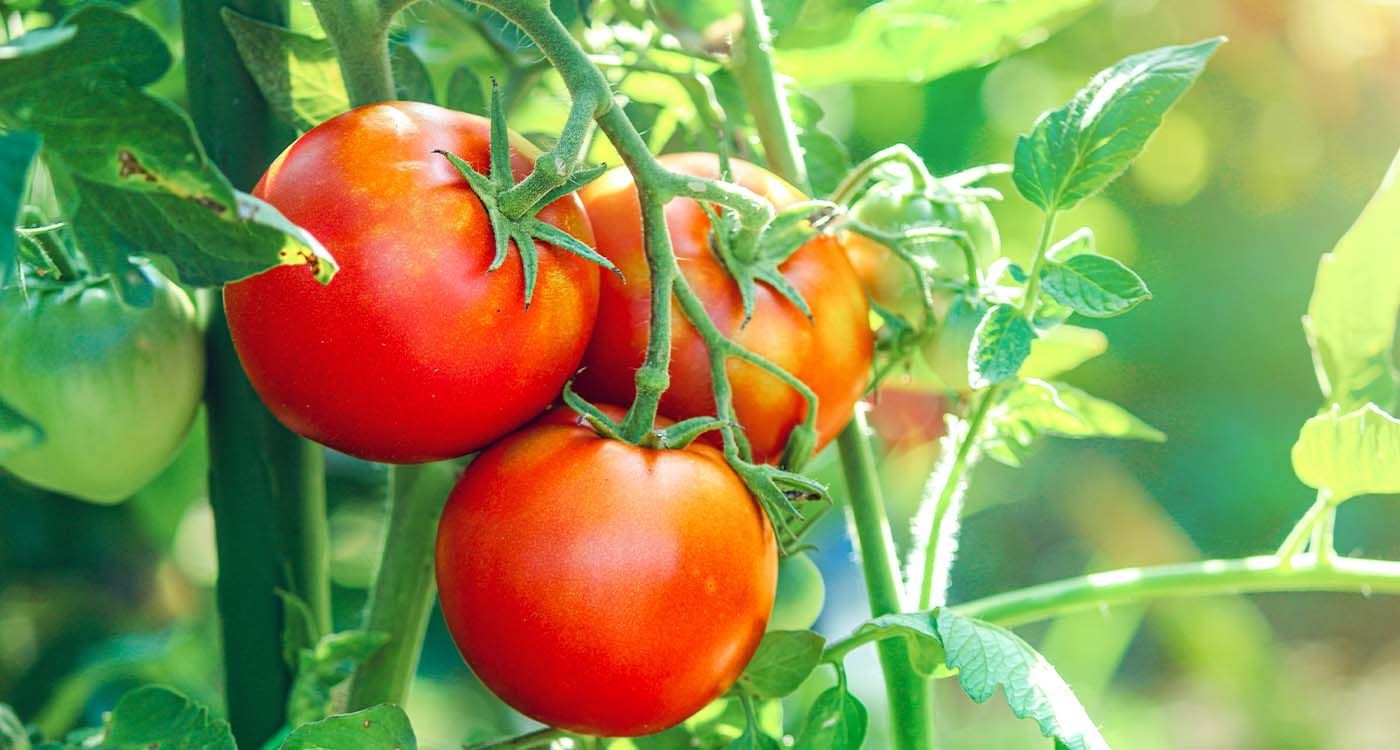 The Lebanese Tomato Takes Center Stage: Prices Skyrocket Across Markets