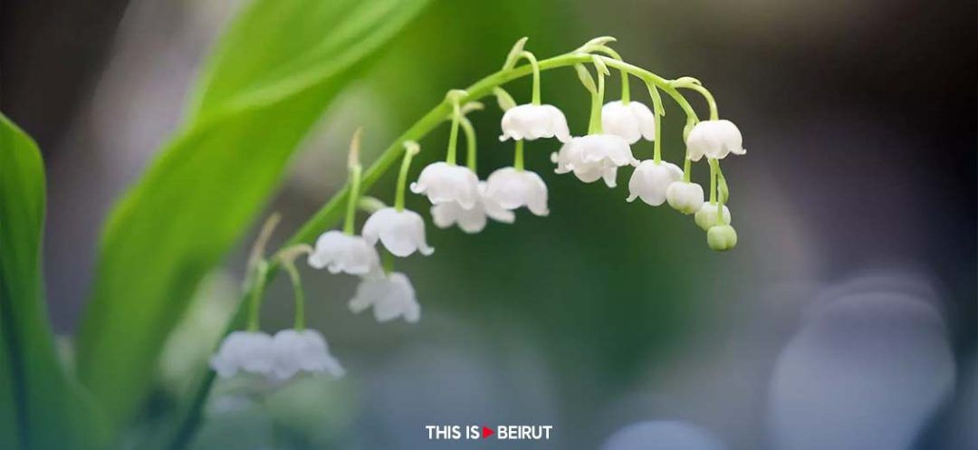 May 1: Struggles, Lily of the Valley and Traditions