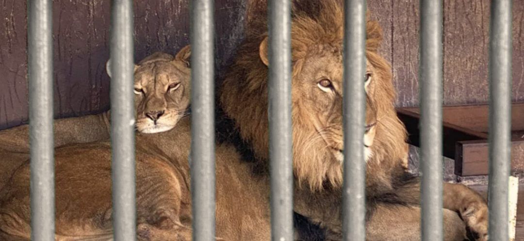 Trapped, Starved, and Abused: The Uncertain Fate of Lebanon’s Zoo Animals