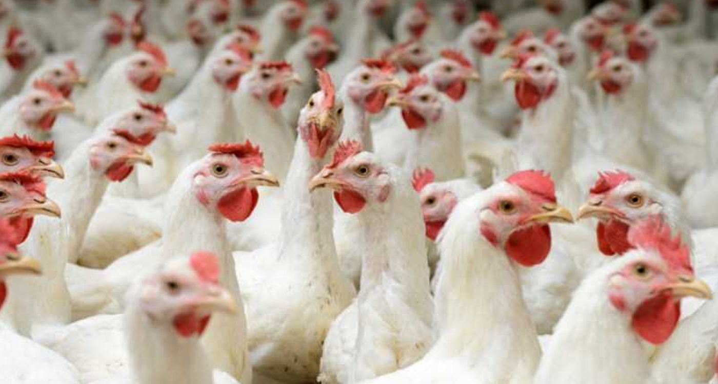 Lebanon's Poultry Sector Faces Insurmountable Losses Amid Ongoing Crises