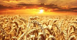 The ‘Sunn Pest:’ A Tiny Insect and a Major Threat to Lebanon’s Wheat