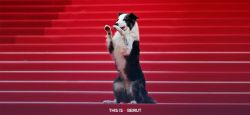Cannes: Who Will Win the Palme Dog This Year?