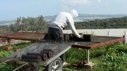 Tunisian Startup Turns Olive Waste Into Clean Energy