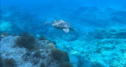 Underwater Archaeology in Lebanon: Exploring Origins and Unveiling Discoveries