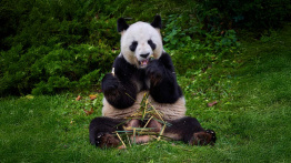 The Beauval Pandas are Returning to China