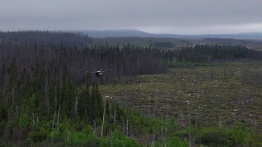 Canada Turns to Drones for Reforestation After Wildfires