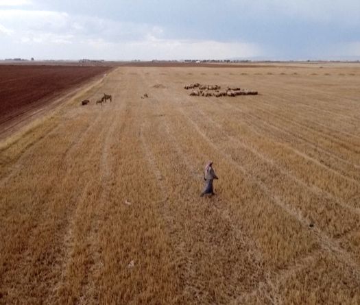 Severe Climate Crisis Hits Syria: 16.3 Million at Risk of Food Insecurity