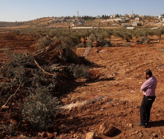 Israeli Bulldozers Uproot Hundreds of Trees in West Bank Village
