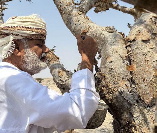 Frankincense Trees... Oman’s White Gold
